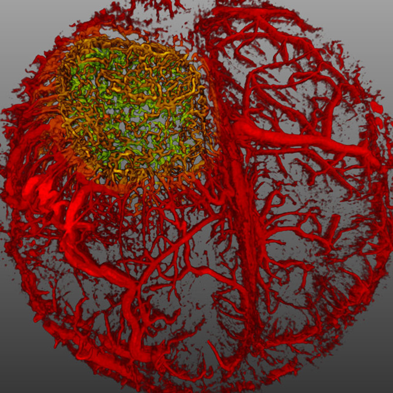 Illustration for article titled These Are the Best Microscopic Images of 2015